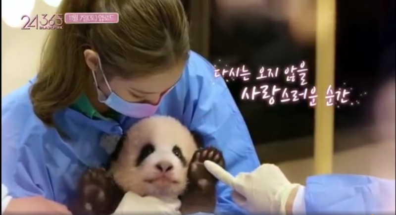 Jennie虽然穿了隔离防护服装并戴着口罩抱熊猫宝宝，但因脸上化了淡妆挨轰。