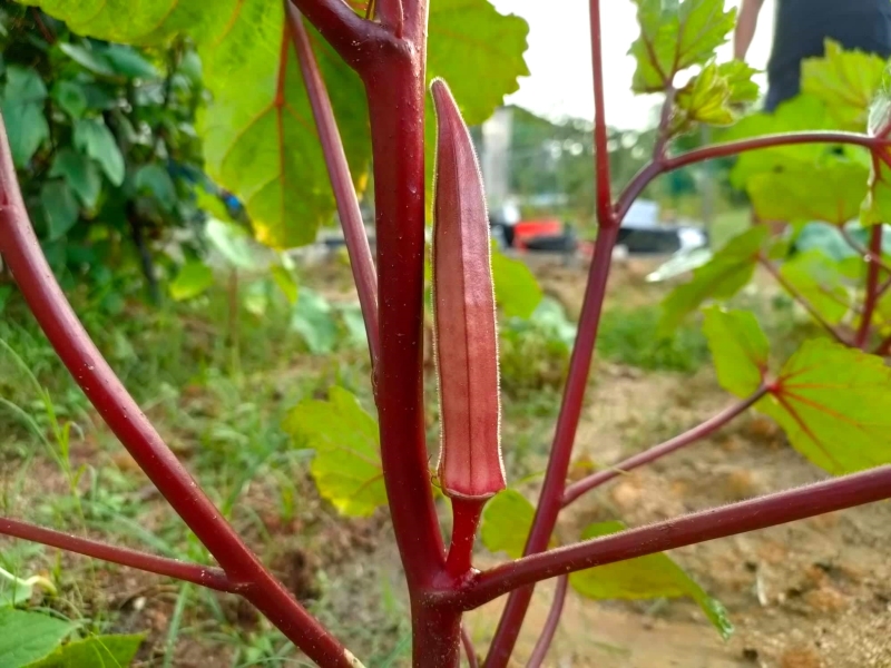 紅色秋葵（也稱羊角豆）深受《業餘居家農耕協會》手機群組的志同道合者好奇，有者還特索取幼苗欲自行栽種。