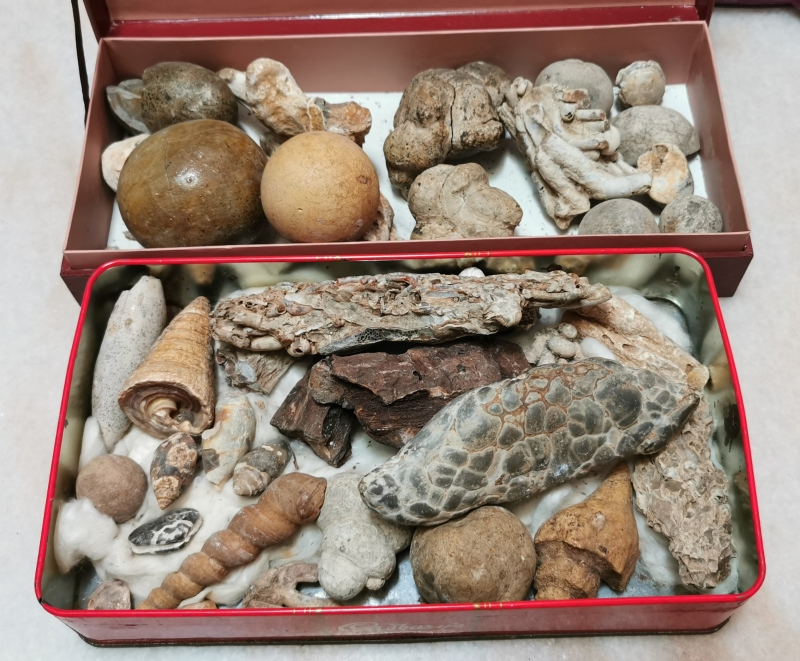 刘天海将各类化石收藏在盒子中珍藏。