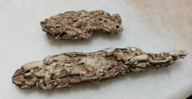 表面布满蚯蚓的木材化石。