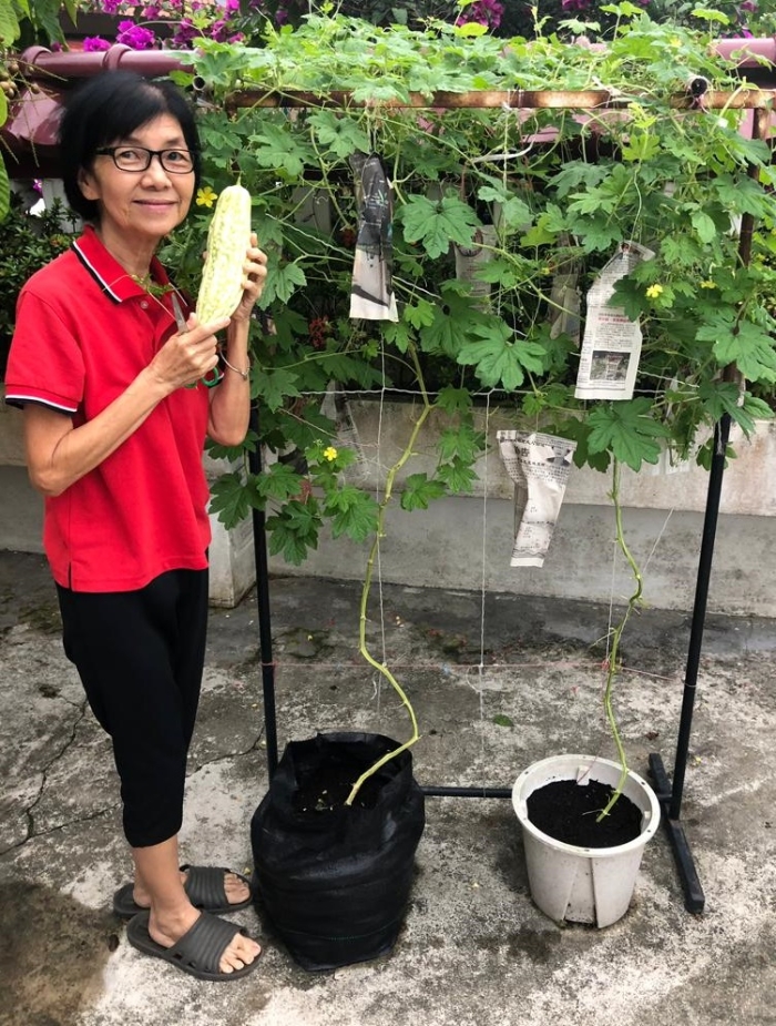 住家旁沒有空地可種植，只要發揮無限創意，廢物利用以曬衣架也可種植白玉苦瓜。