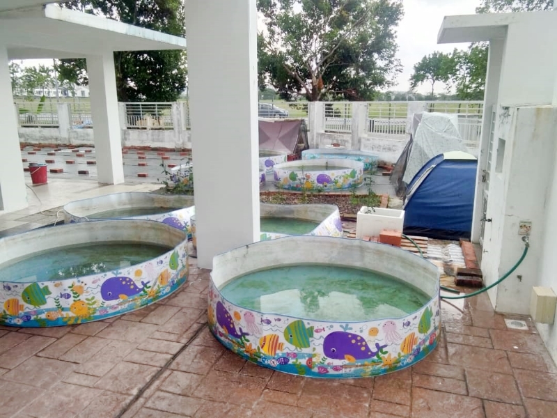 武吉拉惹一间民宅住家内被发现有约7个饲养鱼的水池，水池内也长满青苔。