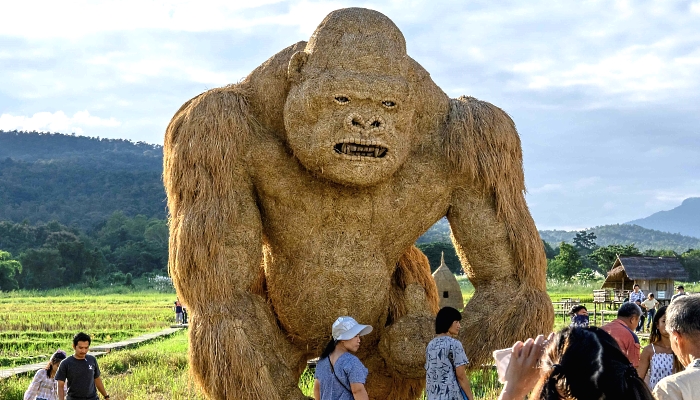 A larger-than-life figure of a gorilla made of rice straw inside an amusement park on the shores of Huay Tueng Thao Lake outside Chiang Mai, Thailand. AFP A larger-than-life figure of a gorilla made of rice straw inside an amusement park on the shores of Huay Tueng Thao Lake outside Chiang Mai, Thailand. AFP