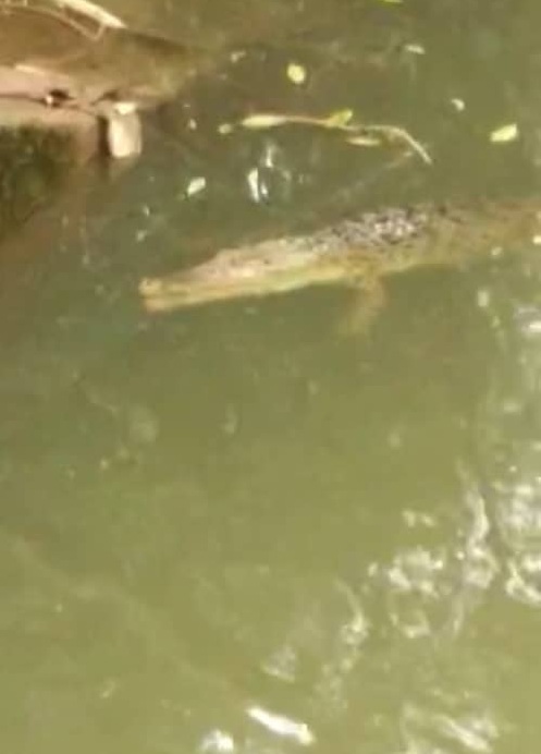约2公尺长的鳄鱼浮现水闸旁的小河水面。