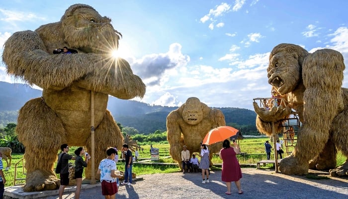 Larger-than-life figures of gorillas made of rice straw inside an amusement park on the shores of Huay Tueng Thao Lake outside Chiang Mai, Thailand. AFP Larger-than-life figures of gorillas made of rice straw inside an amusement park on the shores of Huay Tueng Thao Lake outside Chiang Mai, Thailand. AFP