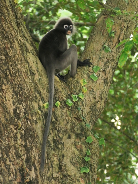 青龙木上的郁乌叶猴。有看到它摘食青龙木的叶片。