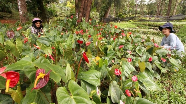 The stress of lockdown and financial pressure caused by the pandemic have prompted a gardening craze in the Philippines, dubbed The stress of lockdown and financial pressure caused by the pandemic have prompted a gardening craze in the Philippines, dubbed