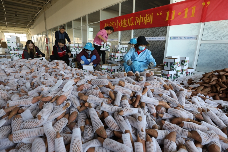 山东省临沂市沂南县马牧池乡董家庄村一家电商公司的员工在包装红薯。（图：新华社）