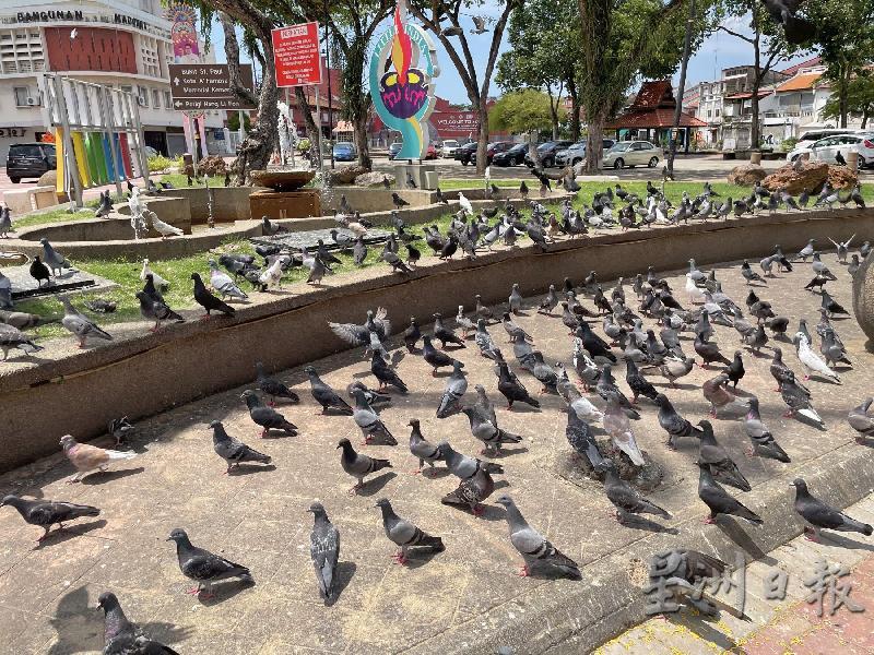 屠妖节的小印度地区没有人群，只有满满的鸽子。