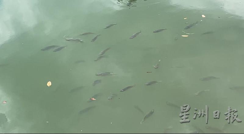 河水呈现清澈画面，鱼儿成群畅游其中。