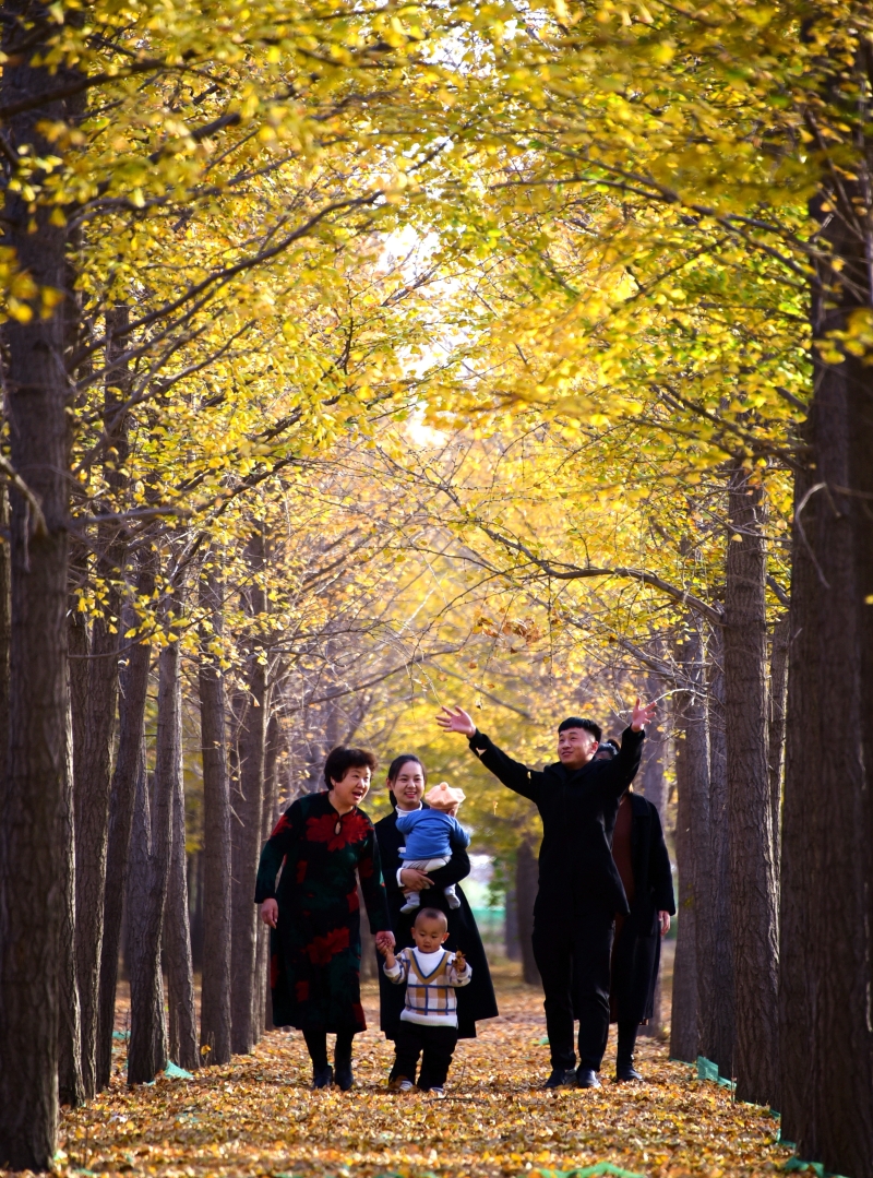 曲周县银杏种植基地一游客拾起地上落叶并撒向空中拍照留影。（图：新华社）