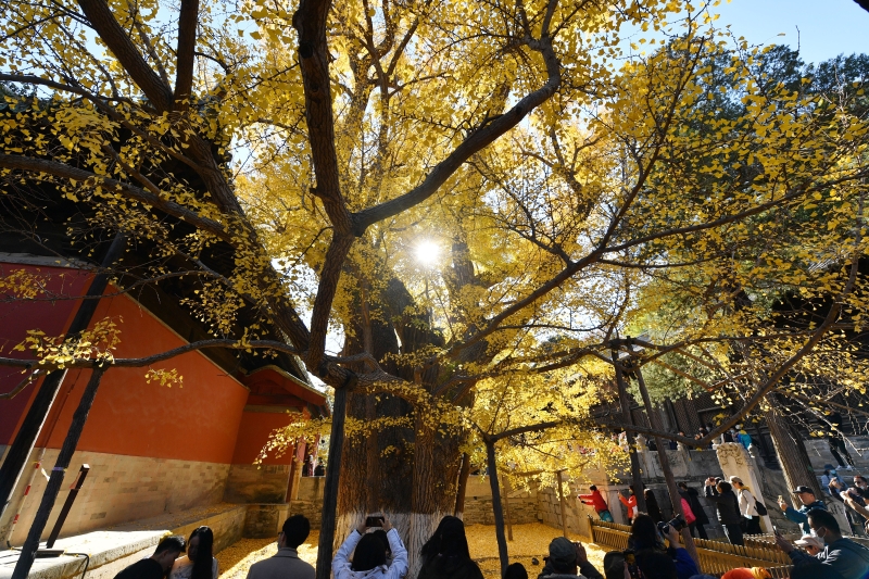 北京市海淀区的大觉寺内一株古银杏树龄已逾千年，至今枝繁叶茂，被誉为银杏树王。（图：新华社）