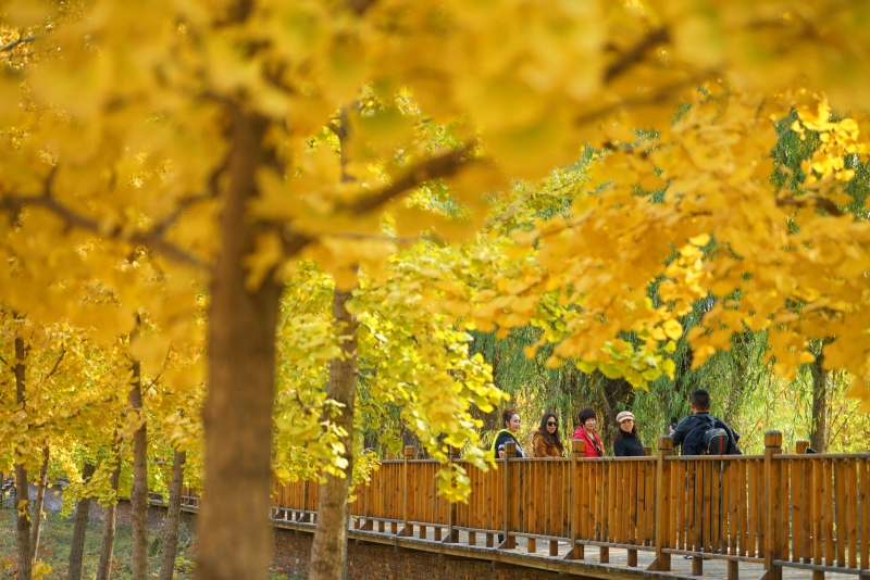 游客在河北省沙河市栾卸村银杏林内漫步，两旁金黄的银杏相伴，好不惬意。（图：新华社）