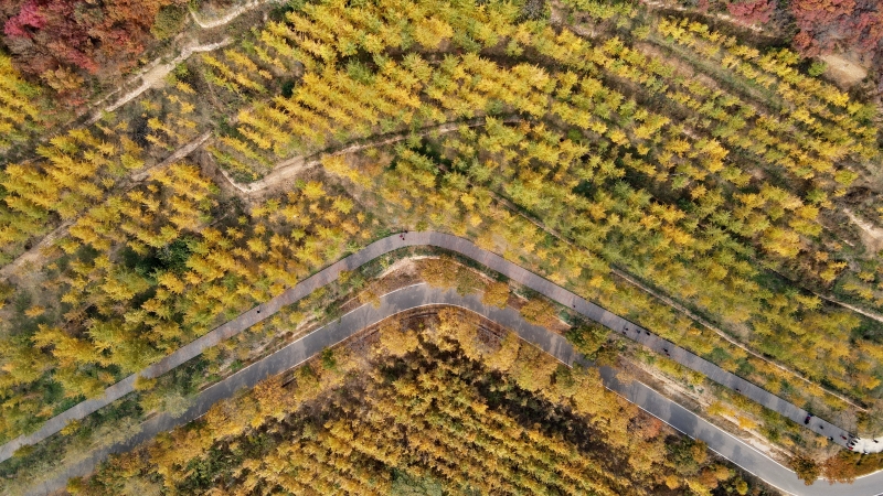 河北省沙河市栾卸村银杏林层层叠叠，层林尽染，构成一幅美丽的金秋画卷。（图：新华社）