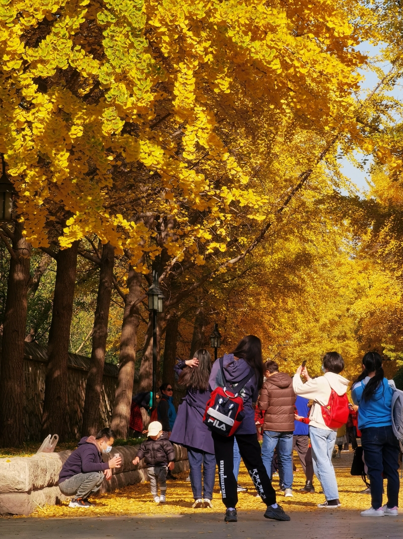 圆明园银杏大道金灿灿的银杏树吸引游客拍照打卡。（图：新华社）