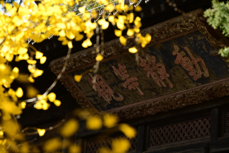 北京市海淀区大觉寺内的古银杏黄叶与大殿牌匾相映成趣。（图：新华社）