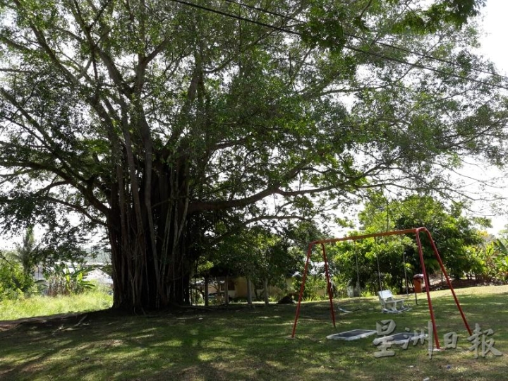 令金有五棵年龄近百或过百岁的大榕树，图为其中一棵长在河岸旁，即令金大伯公庙前面的草场。