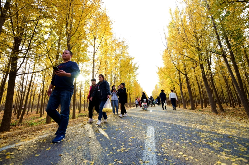 游客在曲周县银杏种植基地漫步赏景。（图：新华社）

