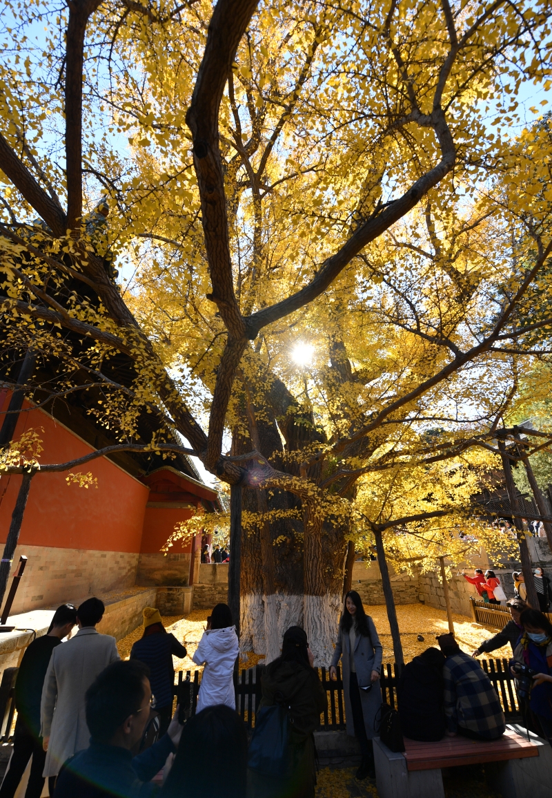 大觉寺内的千年银杏树王，每年秋末冬初都吸引不少游客前来观赏。（图：新华社）
