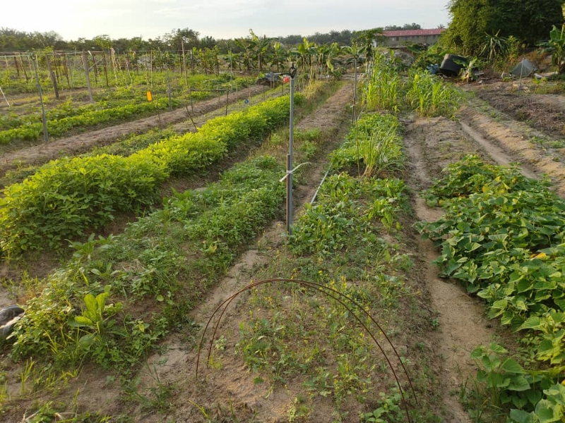 刘佑义租用小片园地，种植黄梨及各类蔬菜。