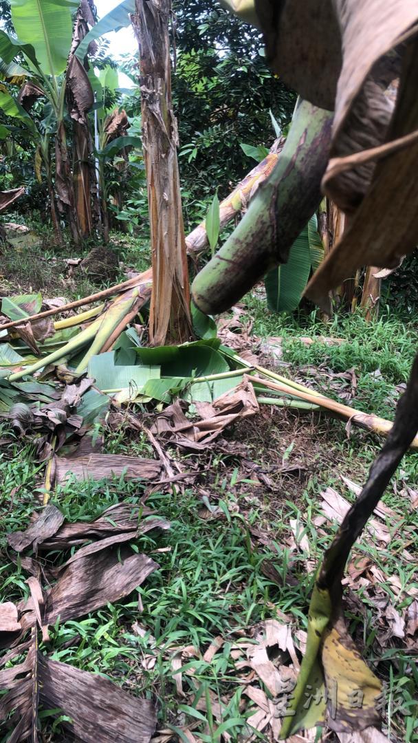 香蕉贼横行果园，把果农辛苦栽种的香蕉偷割走。