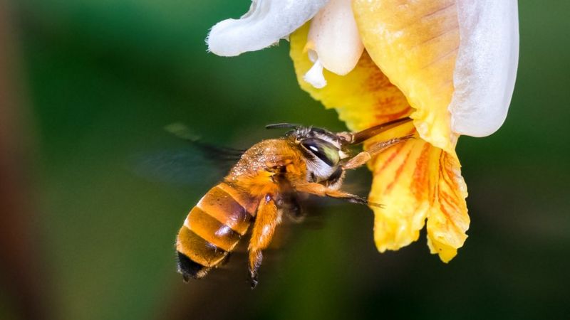 科研人员希望透过保育帮助农作物授粉的蜜蜂，确保人类粮食稳定。