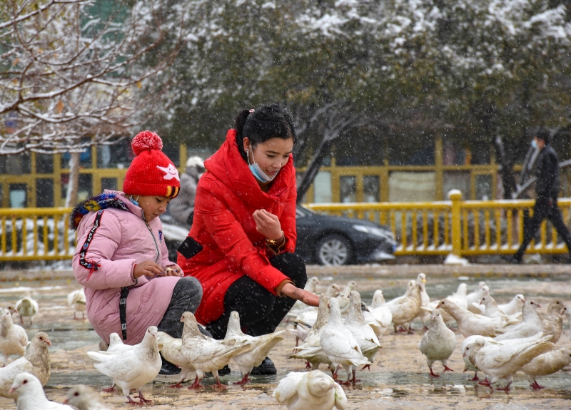 在喀什市主城区的一处广场上，市民冒雪给鸽子喂食。

