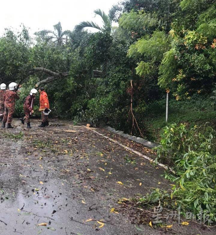 路旁斜坡的一棵大树不堪大雨侵袭倒下，所幸无击中车辆，没有造成人命伤亡。
