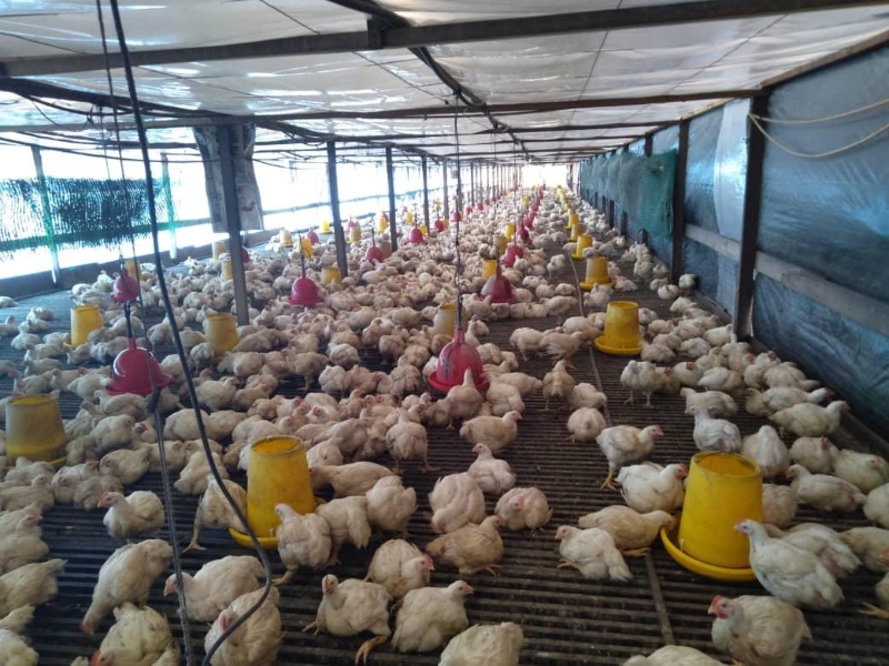综合家禽饲养业务表现强劲,丽鸿次季业绩增长逾4%。（图：示意图）