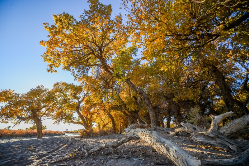 胡杨是沙地荒漠上唯一能天然成林的奇特树种。（图：新华社）

