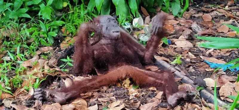 雌猿被村民发现时非常瘦弱，躺在树下无法动弹。
