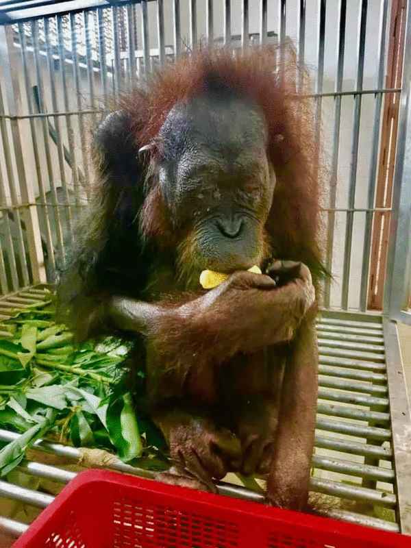 获拯救后第14天，人猿终于能够起身自行进食。