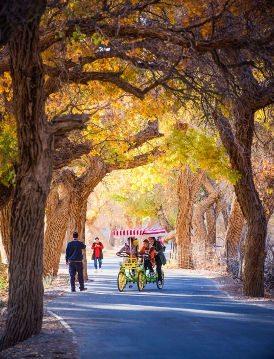 游客在在额济纳胡杨林骑脚踏车游玩。（图：新华社）