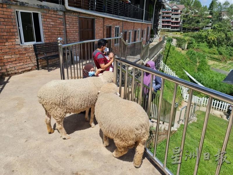 The Sheep Sanctuary从复原期行管令至今都有营业，虽然到访的游客大不如前，但至少有生意就有收入。