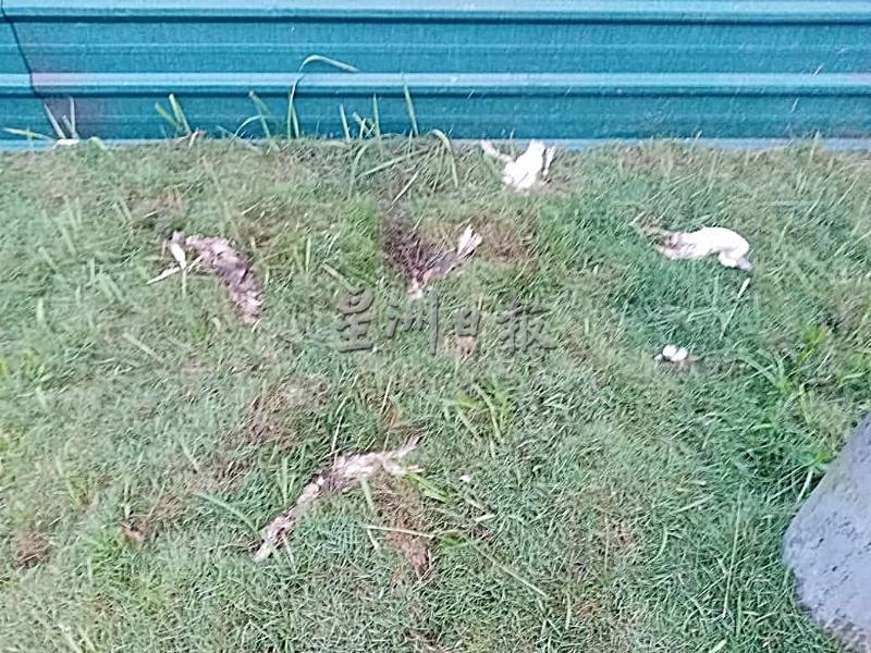 路旁的杂草堆出现六七只死鸡死鸭。