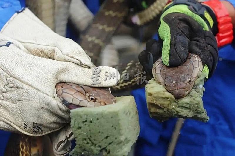

巴西富地民防局过去一周捕抓了11条蛇，其中包括3条眼镜蛇。