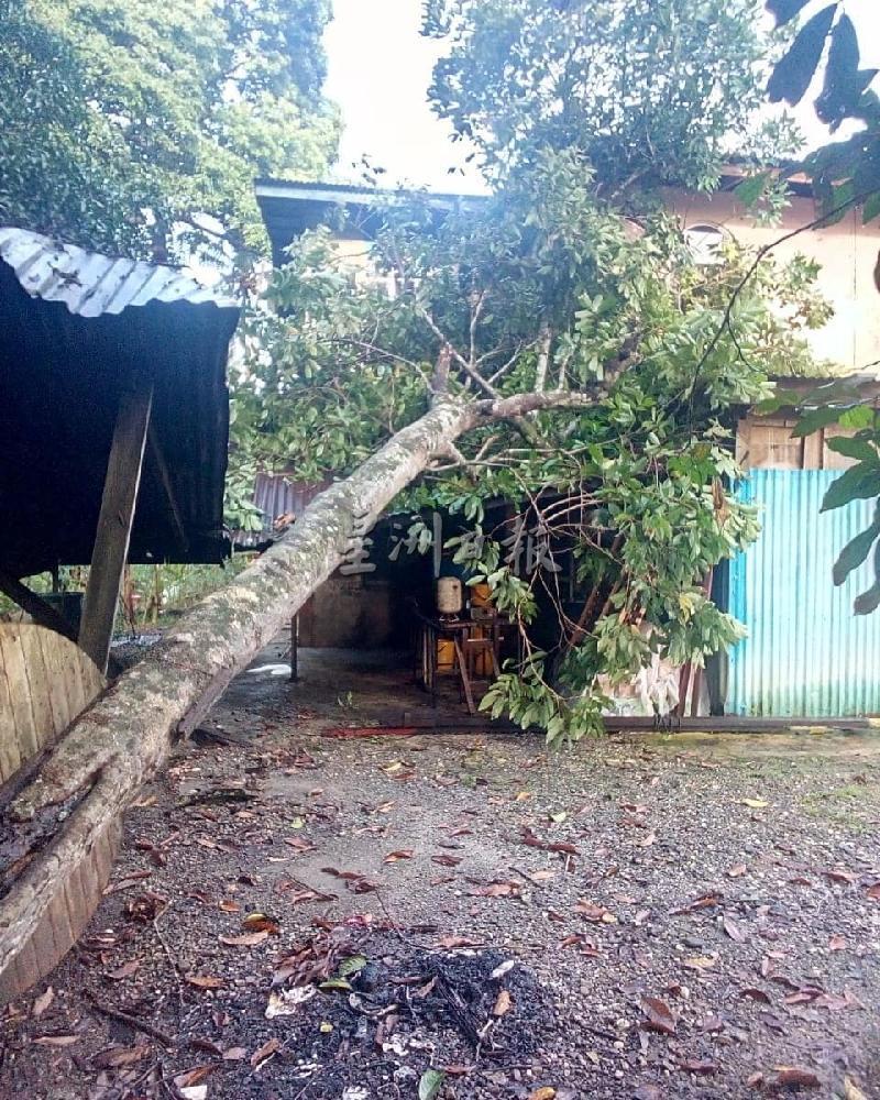 5米高的红毛丹树倒下，砸中一间房屋屋顶。
