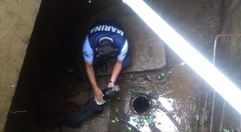 海军人员跳进沟渠内，将狗狗救出。
