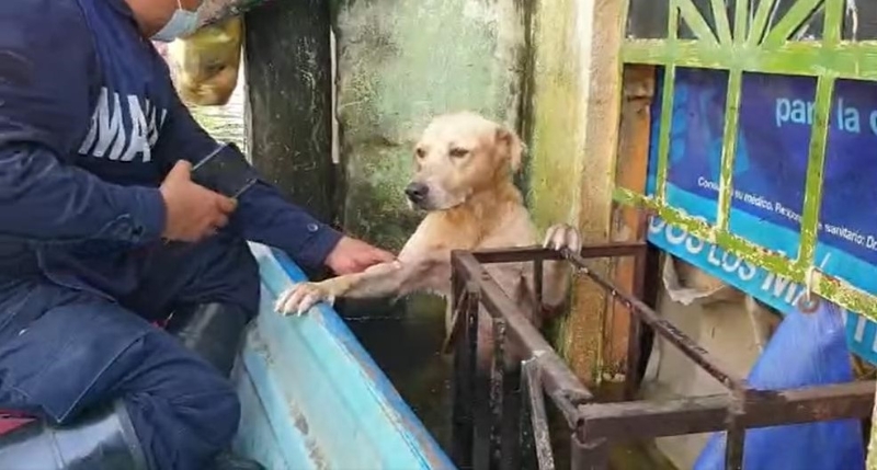 海军搜救人员在一次救援行动中，营救了这只受困的拉布拉多犬。
