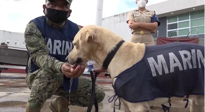 在海军人员的细心照料下，狗狗很快恢复了活力。