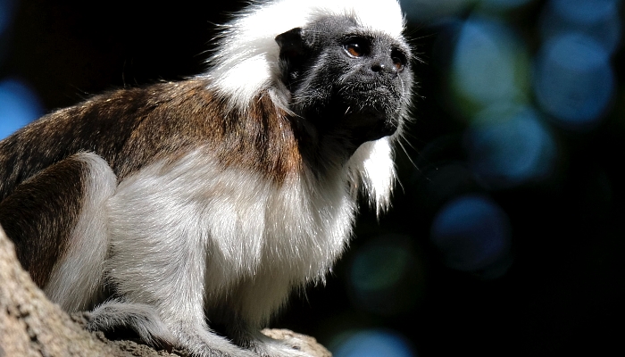 A Cotton-top tamarin sits on a rock at the Taipei Zoo in Taipei, Taiwan. AFP