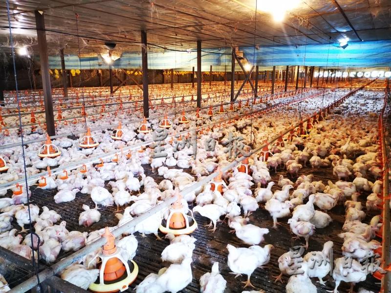 农友虽然采取了减产措施，但因受行管令影响，在需求量下跌的情况下，还是出现了肉鸡供应过剩的现象。