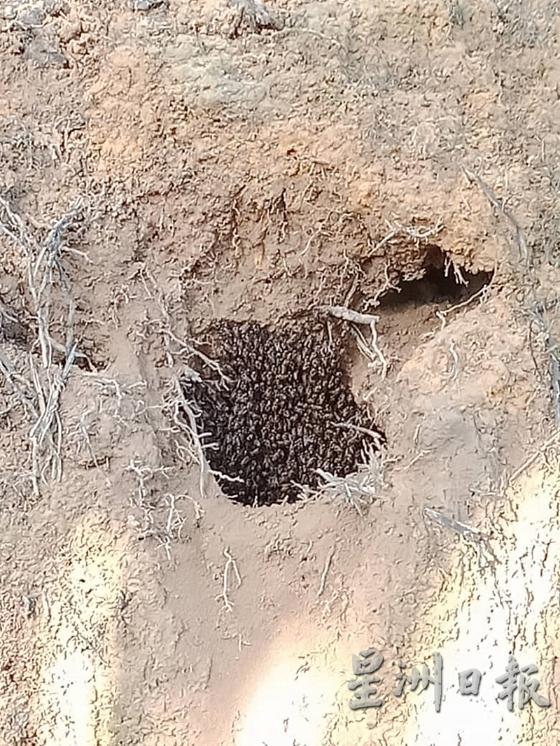泰梳山路第二休息站旁的泥壁，不知何时出现一个蜂巢。