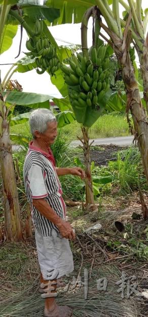 冼江明说，不收割香蕉串只是损失50令吉，但是可以挽救一条生命，非常值得。