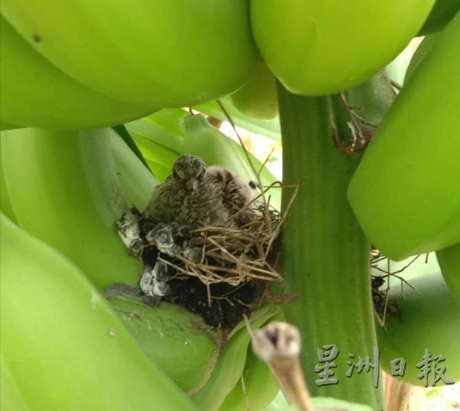 冼氏在11月初在其菜园所栽种的香蕉树果串内，发现斑鸠鸟巢，巢里有一只刚出生不久的雏鸟。