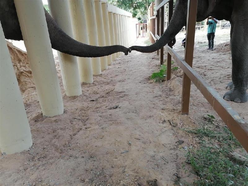 “世上最寂寞大象”卡万（左）脱离苦海移居柬埔寨，1日在野生动物保护区伸出它的鼻子问候其他大象。（图取自facebook.com/fourpaws.org）