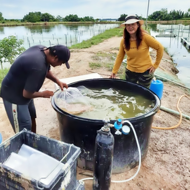 一大早，陈美玲(右)就到实兆远淡水鱼养殖场，准备跨州送鱼苗。