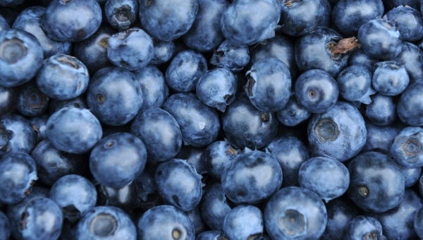Over 90% of South Africa's blueberries are sold abroad, mainly in Europe and Britain. AFP