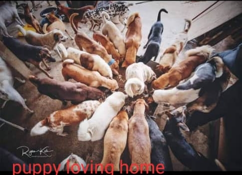 Puppy Loving Home救援狗场收容逾200只毛孩。