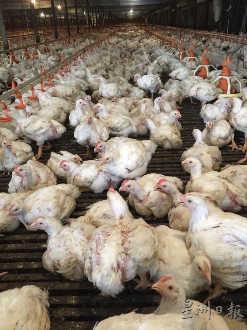 市场上的肉鸡供需逐步恢复平稳。